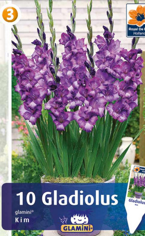 Гладиолус Kim (R. De Ree)