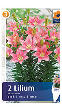 Лилия горшечная Pink (R. De Ree)