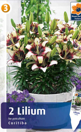 Лилия горшечная Curitiba (R. De Ree)