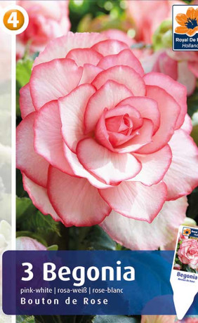 Бегония Bouton de Rose (R. De Ree)