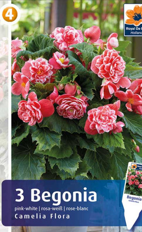 Бегония Camelia Flora (R. De Ree)