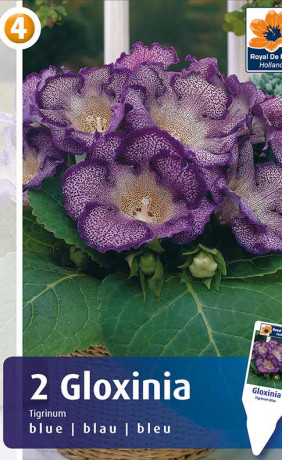 Глоксиния Tigrinum blue (R. De Ree)