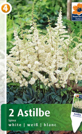 Астильба (Спирея) white (R. De Ree)