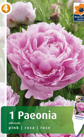 Пион officinalis pink (R. De Ree)
