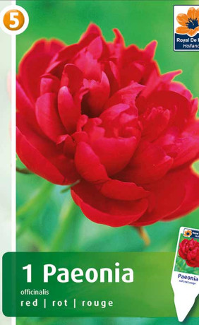 Пион officinalis red (R. De Ree)