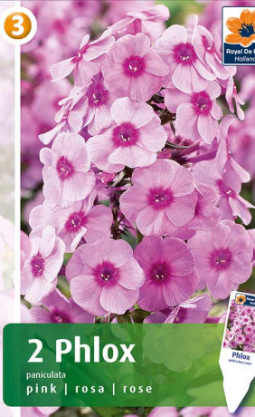 Флокс paniculata pink (R. De Ree)