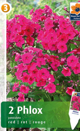 Флокс paniculata red (R. De Ree)