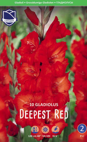 Гладиолус Deepest Red (Lefeber)