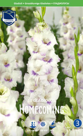 Гладиолус Homecoming (Lefeber)