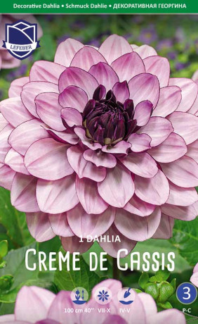 Георгина Creme de Cassis (Lefeber)