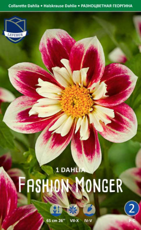 Георгина Fashion Monger (Lefeber)