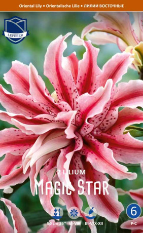 Лилия double Magic Star (Lefeber)