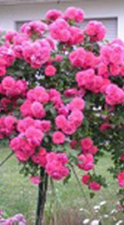 Розы саженцы на штамбе Rosarium Uetersen