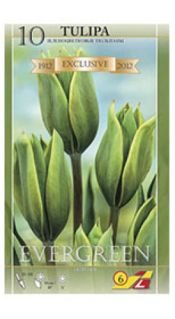 Тюльпаны Evergreen (Lefeber)