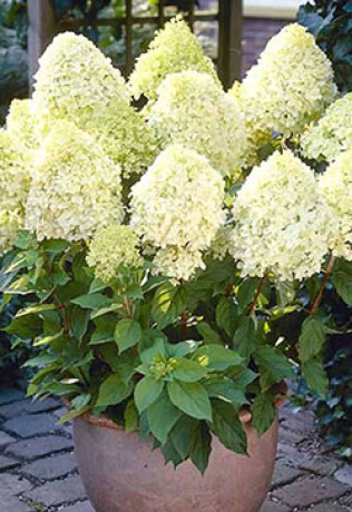 Саженец Гортензии метельчатой Лайм Лайт, ОКС (ЗГ)