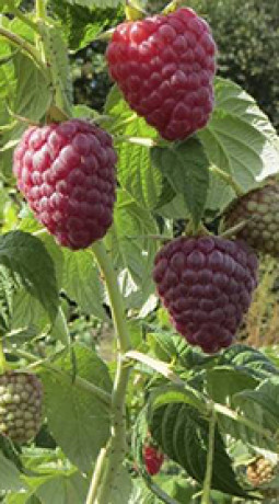 Саженец Малины Полесье Р9 (НС)