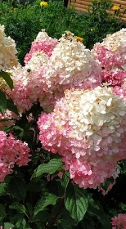 Саженец Гортензии метельчатой Sundae Fraise С2.5 (ЗГ)