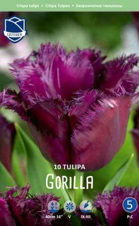 Тюльпаны Gorilla (Lefeber)