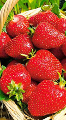 Рассада земляники садовой Роксана в конт. Р9 (Клубника) (НС)