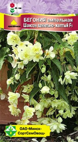 Бегония клубневая амп Шансон Ванильно-желтый F1 10шт