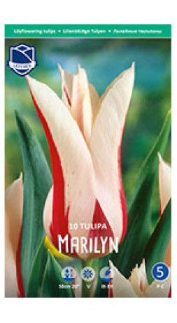 Тюльпаны Marilyn (Lefeber)