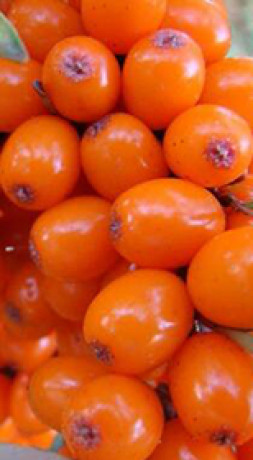 Саженец облепихи Ботаническая в конт. С2 (КФХ 