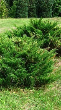 Саженец можжевельника Казацкий в контейнере С5 (НС)