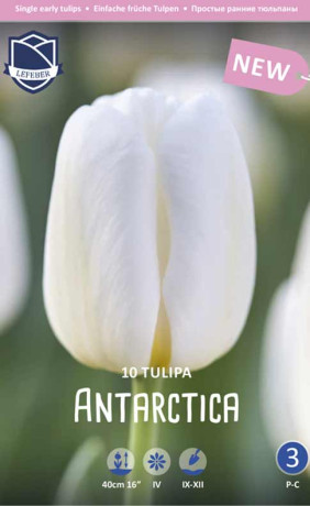 Тюльпаны Antarctica (Lefeber)
