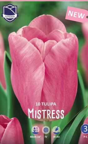 Тюльпаны Mistress (Lefeber)
