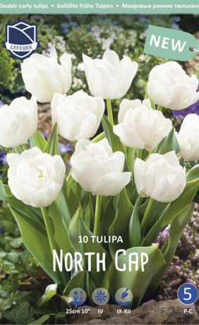Тюльпаны North Cap (Lefeber)