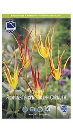 Тюльпаны Acuminata syn. Cornuta (Lefeber)