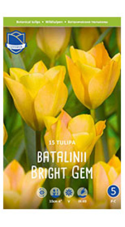 Тюльпаны batalinii Bright Gem (Lefeber)