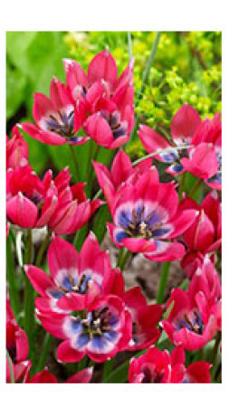 Тюльпаны humilis Little Beauty (Lefeber)