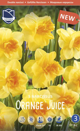 Нарциссы Orange Juice (Lefeber)