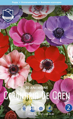 Анемона coronaria De Caen (Lefeber)
