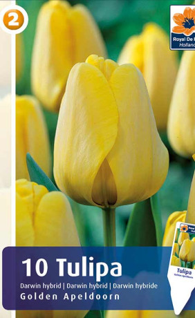 Тюльпаны Golden Apeldoorn (R. De Ree)