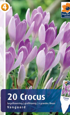 Крокусы Vanguard (R. De Ree)
