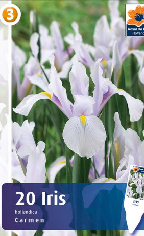 Ирис Hollandica Carmen (R. De Ree)