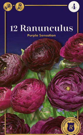 Ранункулус Purple Sensation (R. De Ree)