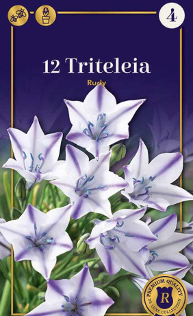 Трителейя Laxa Rudy (R. De Ree)