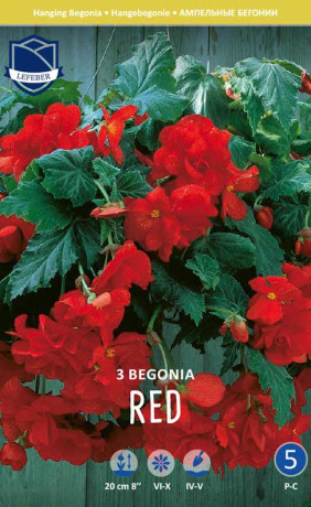 Бегония Pendula Red (Lefeber)