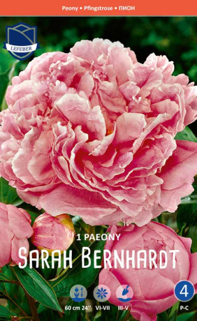 Пион Sarah Bernhardt (Lefeber)