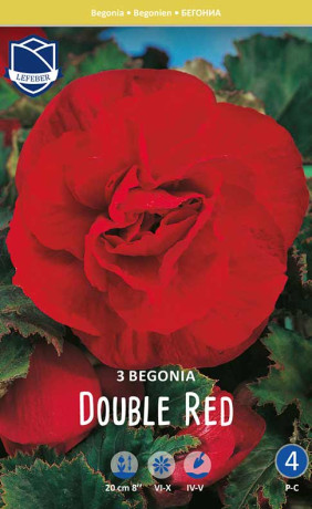 Бегония Double Red (Lefeber)