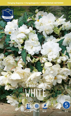 Бегония Pendula White (Lefeber)
