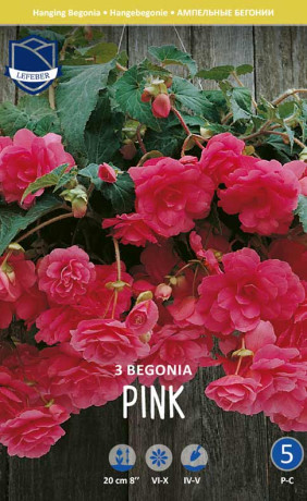 Бегония Pendula Pink (Lefeber)
