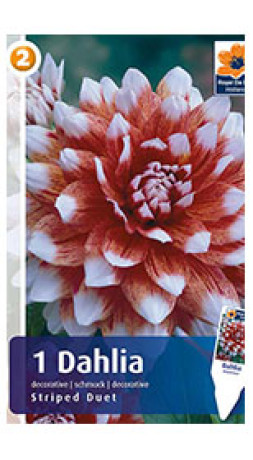 Георгина Striped Duet (R. De Ree)