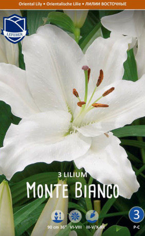 Лилия Monte Bianco (Lefeber)