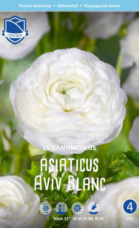 Ранункулус asiaticus Aviv Blanc (Lefeber)