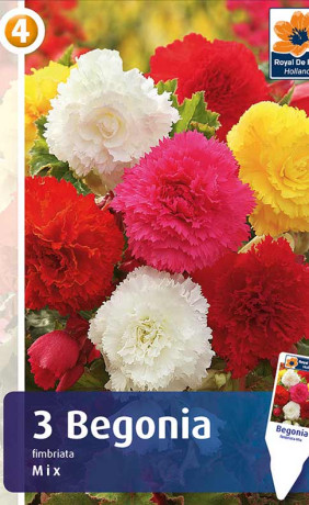 Бегония Fimbriata Mix (R. De Ree)