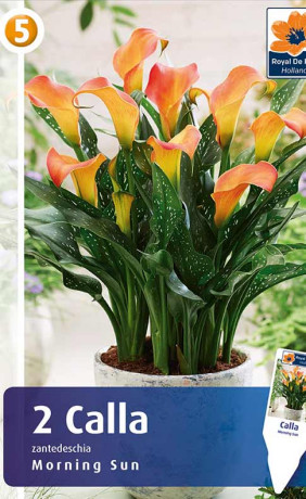 Калла Morning Sun (R. De Ree)